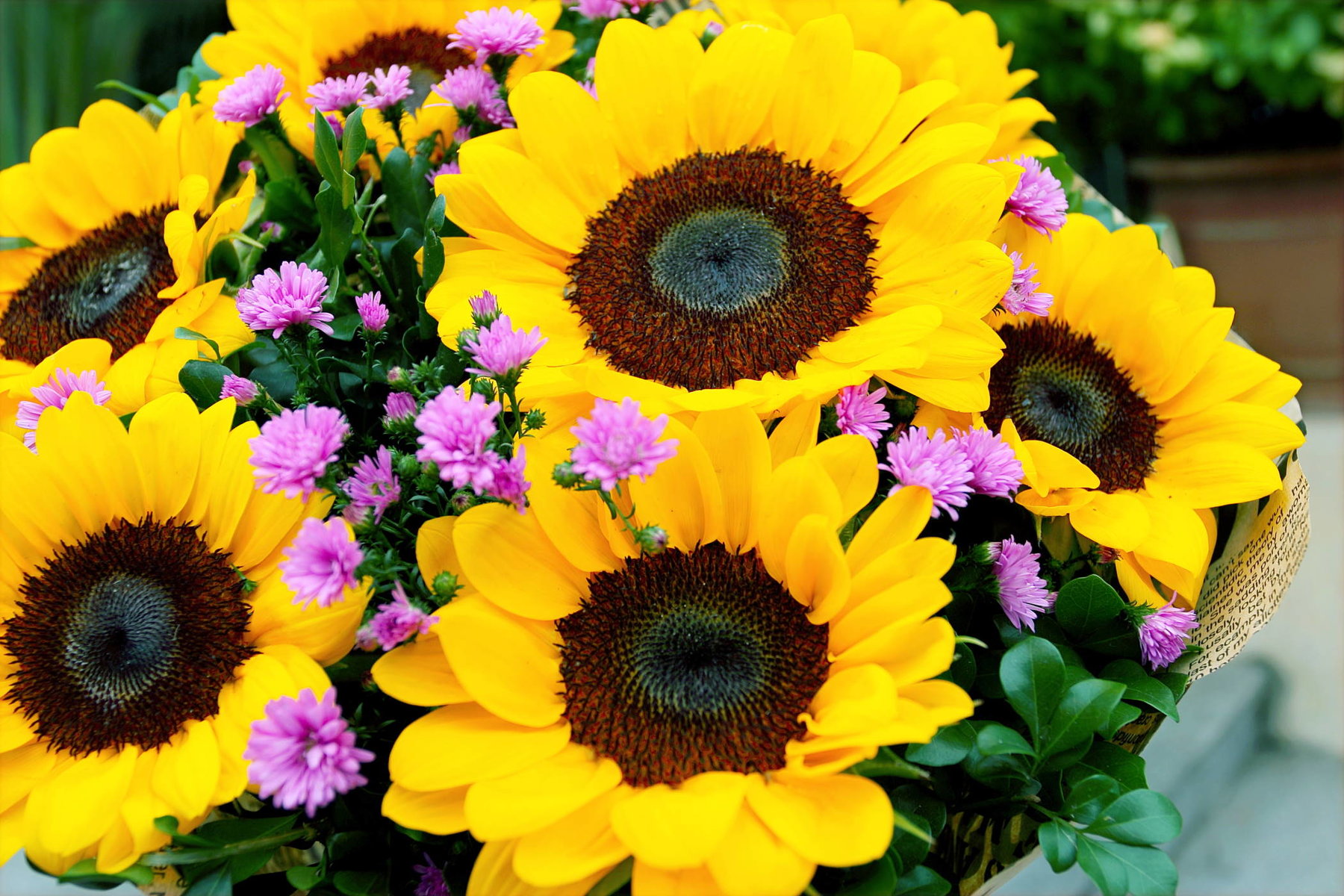 Sonnenblumen vom Frühgemüsezentrum Kaditz